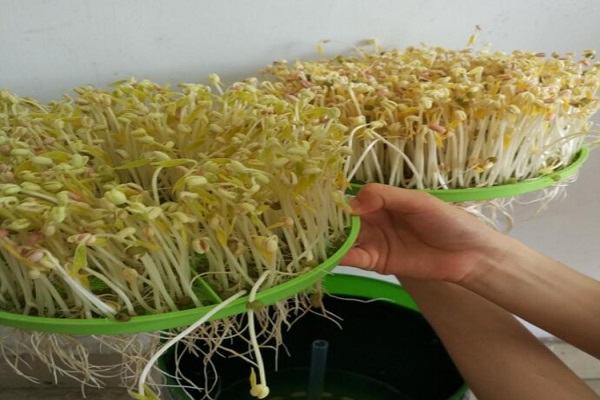 Global Bean Sprouts Market